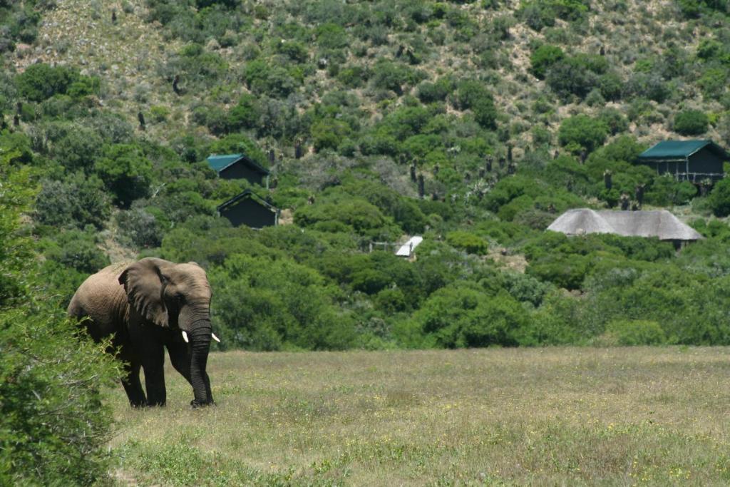 Hillsnek Safari Camp - Amakhala Game Reserve Eksteriør bilde