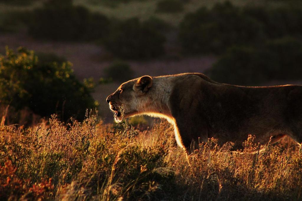 Hillsnek Safari Camp - Amakhala Game Reserve Eksteriør bilde