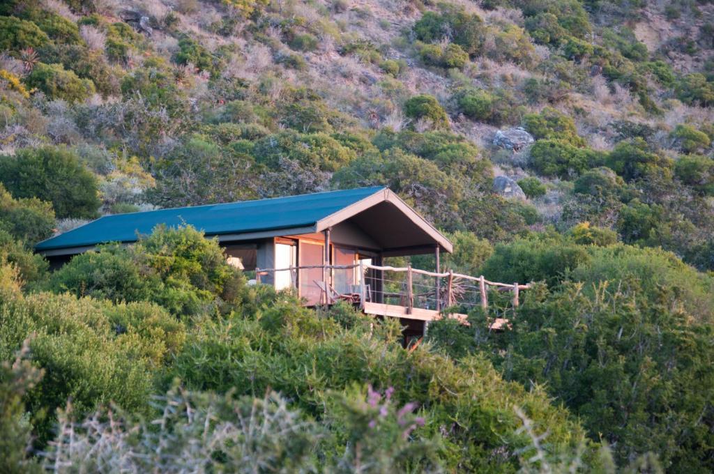 Hillsnek Safari Camp - Amakhala Game Reserve Rom bilde