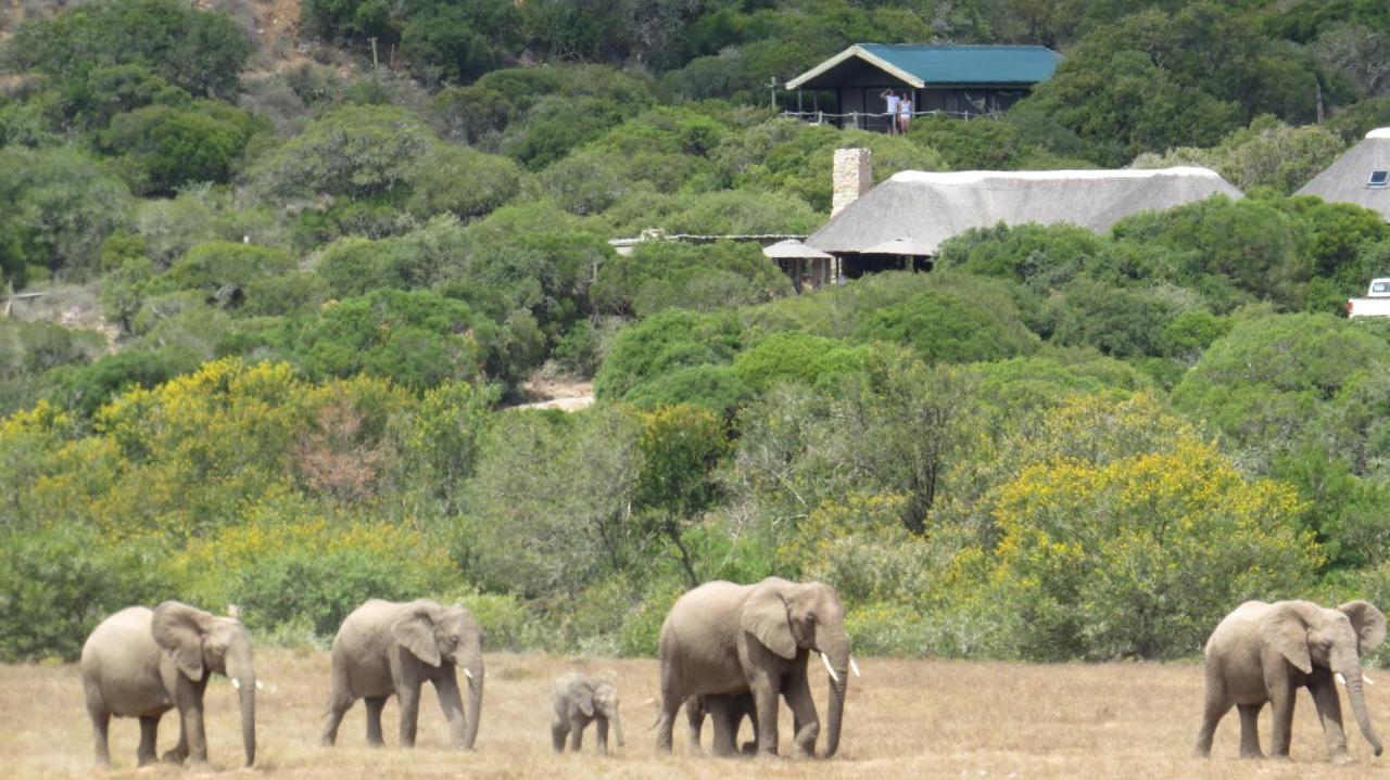 Hillsnek Safari Camp - Amakhala Game Reserve Eksteriør bilde