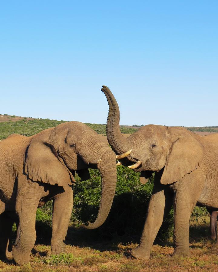 Hillsnek Safari Camp - Amakhala Game Reserve Eksteriør bilde