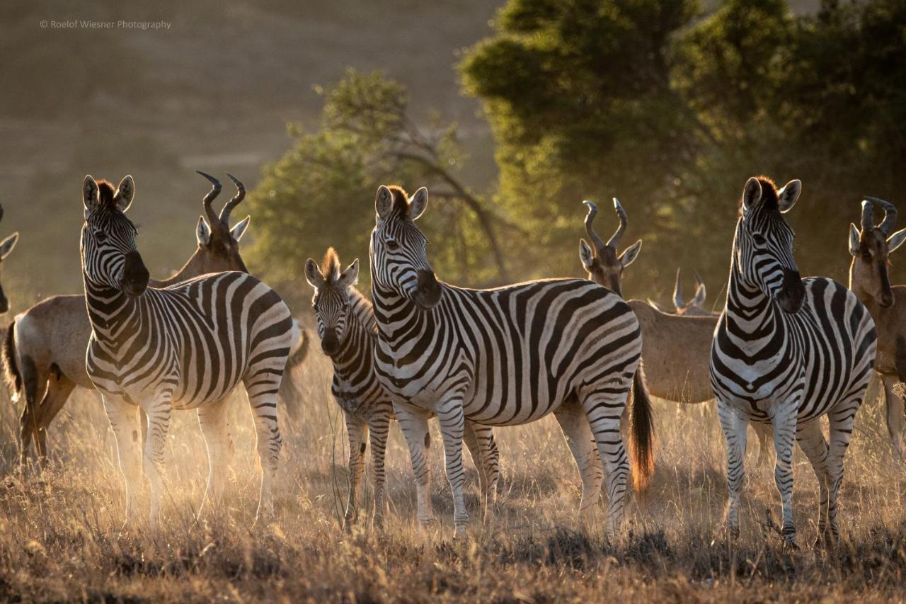 Hillsnek Safari Camp - Amakhala Game Reserve Eksteriør bilde