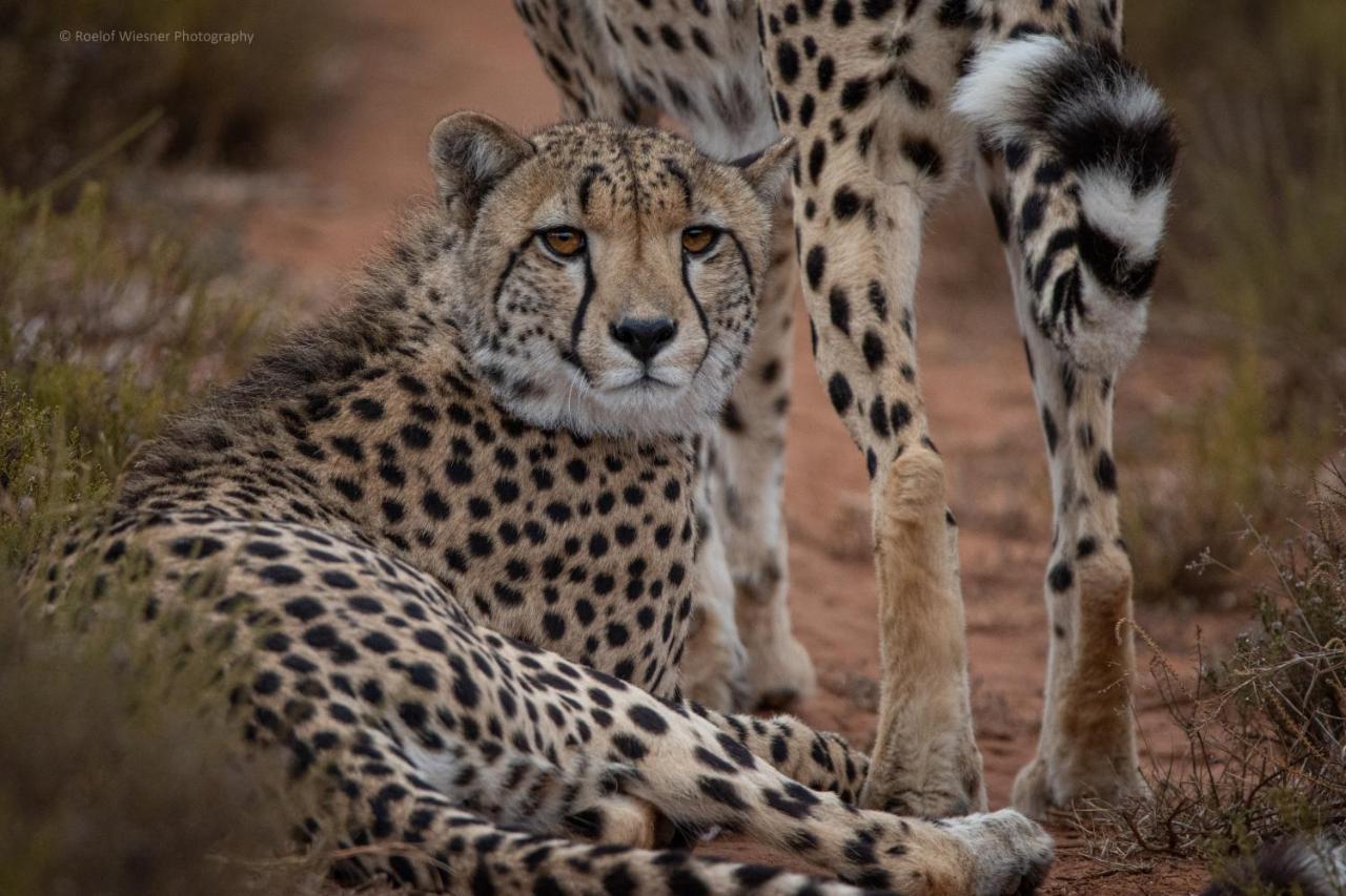 Hillsnek Safari Camp - Amakhala Game Reserve Eksteriør bilde