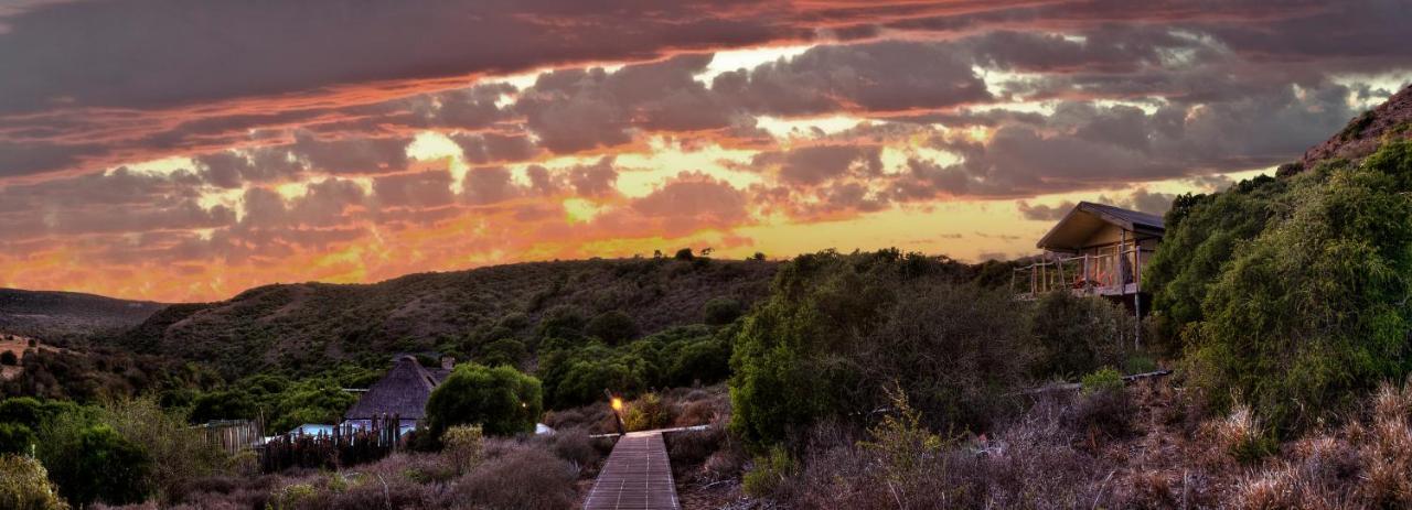 Hillsnek Safari Camp - Amakhala Game Reserve Eksteriør bilde