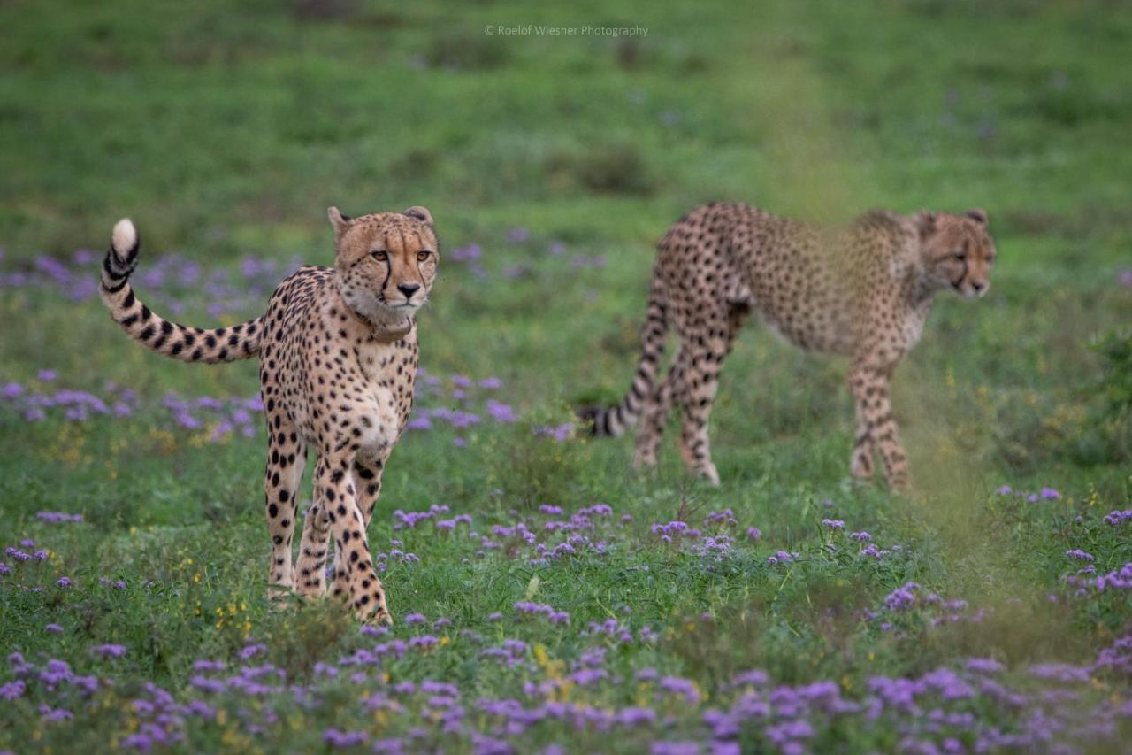 Hillsnek Safari Camp - Amakhala Game Reserve Eksteriør bilde