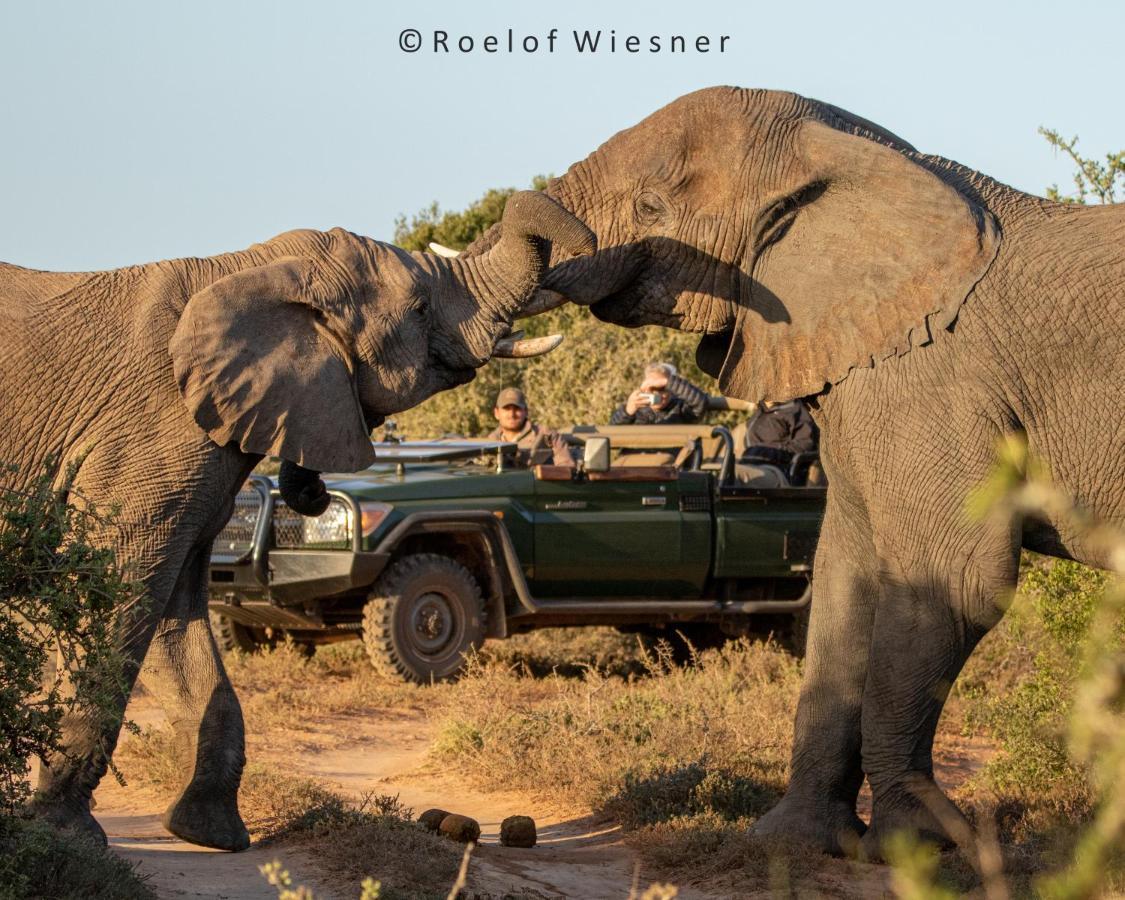 Hillsnek Safari Camp - Amakhala Game Reserve Eksteriør bilde