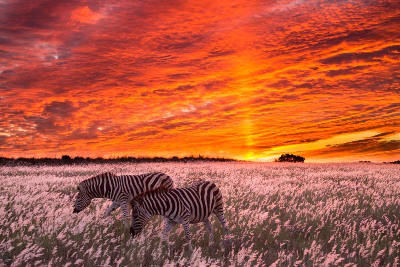 Hillsnek Safari Camp - Amakhala Game Reserve Eksteriør bilde